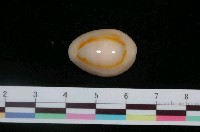 藏品(金環寶螺)的圖片